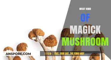 Explore the World of Magic Mushrooms