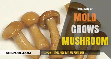 Exploring the Mold Species That Naturally Cultivate Edible Mushrooms