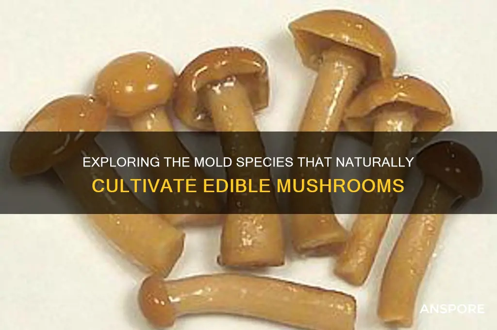 what kind of mold grows mushrooms