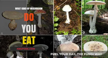 Exploring Edible Mushrooms: A Guide to Safe and Delicious Varieties