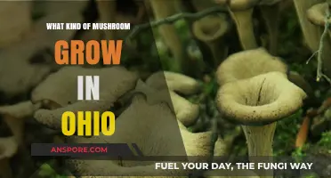 Ohio's Fungal Treasures: Exploring the Varied Mushrooms Growing in the Buckeye State