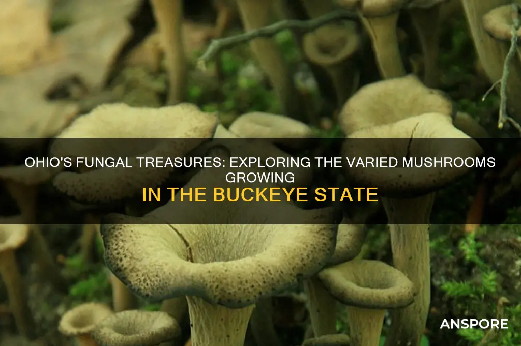 what kind of mushroom grow in ohio