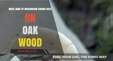Best Mushrooms for Oak Wood: Cultivating Top Varieties Successfully