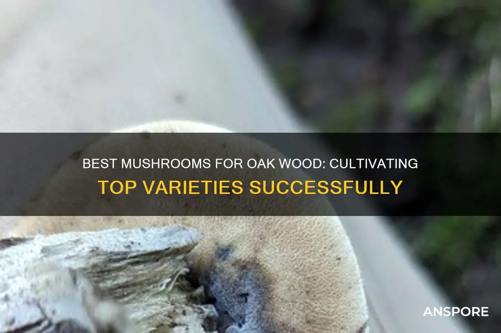 what kind of mushroom grows best on oak wood