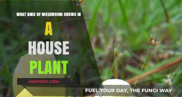 Houseplant Mushrooms: Identifying Fungi Growing in Your Indoor Plants