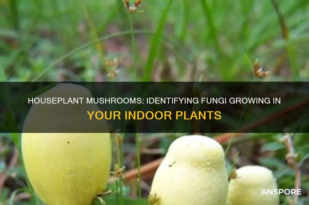 what kind of mushroom grows in a house plant