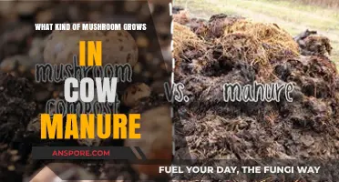 Mushrooms in Cow Manure: Identifying Fungi Thriving in Dung Environments