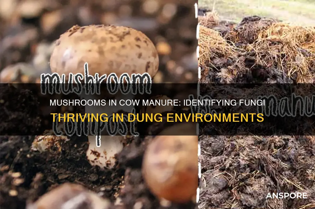 what kind of mushroom grows in cow manure