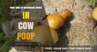 Cow Dung Fungi: Exploring Mushrooms That Thrive in Cattle Manure