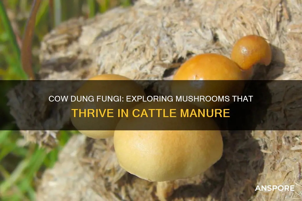 what kind of mushroom grows in cow poop
