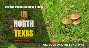 Common Lawn Mushrooms in North Texas: Identification and Growth Factors