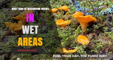 Mushrooms Thriving in Damp Environments: Exploring Wetland Fungi Varieties