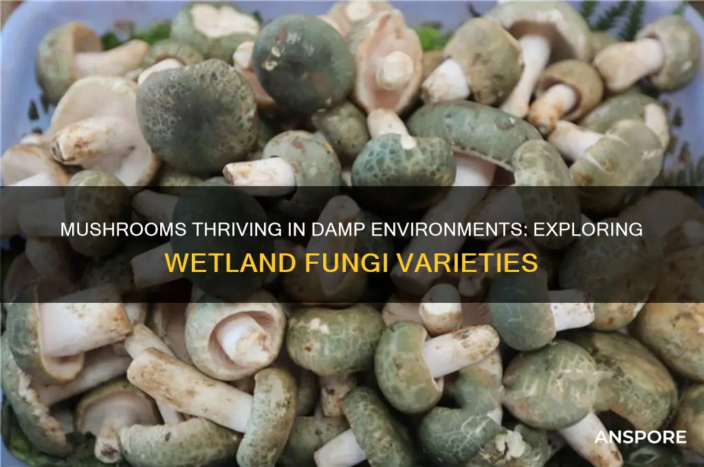 what kind of mushroom grows in wet areas