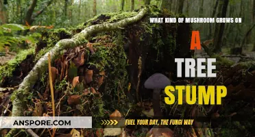 Tree Stump Fungi: Identifying Mushrooms That Thrive on Decaying Wood