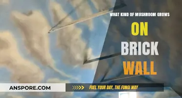 Unveiling the Mystery: Mushrooms Growing on Brick Walls Explained