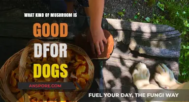 Safe and Healthy Mushroom Varieties for Dogs: A Pet Owner's Guide