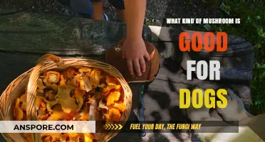 Safe and Healthy Mushroom Varieties for Your Dog's Diet