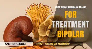 Exploring Medicinal Mushrooms for Bipolar Disorder Treatment Options
