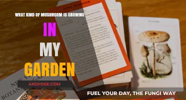 Identifying Mysterious Mushrooms: What's Growing in Your Garden?