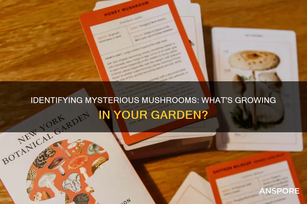 what kind of mushroom is growing in my garden
