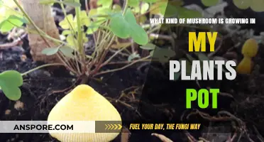 Identifying Mushrooms in Your Plant Pots: A Guide to Common Fungi