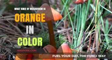 Vibrant Orange Mushrooms: Identifying and Understanding Their Unique Characteristics