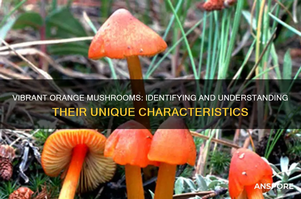 what kind of mushroom is orange in color