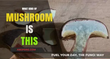 Identifying Your Mushroom: A Guide to Recognizing Common Varieties