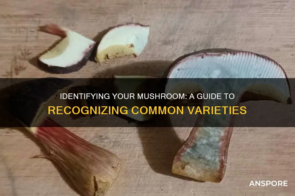 what kind of mushroom is this