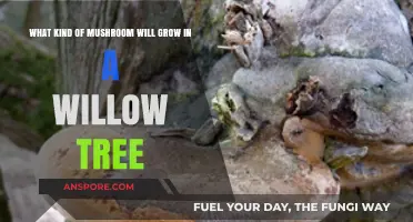 Willow Tree Fungi: Exploring Mushrooms That Thrive in Willow Wood