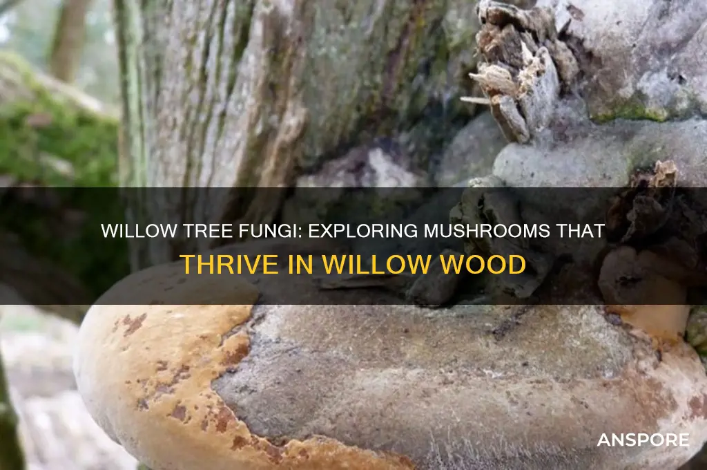 what kind of mushroom will grow in a willow tree