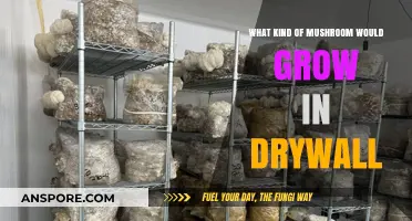 Unveiling the Surprising Types of Mushrooms That Thrive in Drywall