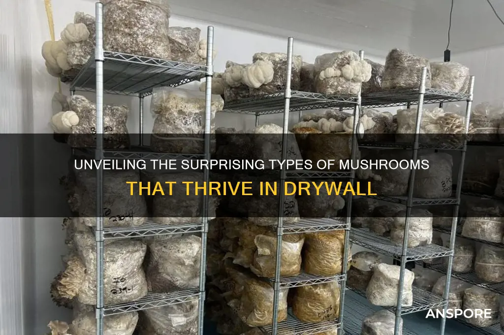 what kind of mushroom would grow in drywall