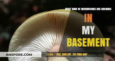 Identifying Basement Mushrooms: Types, Causes, and Safe Removal Tips