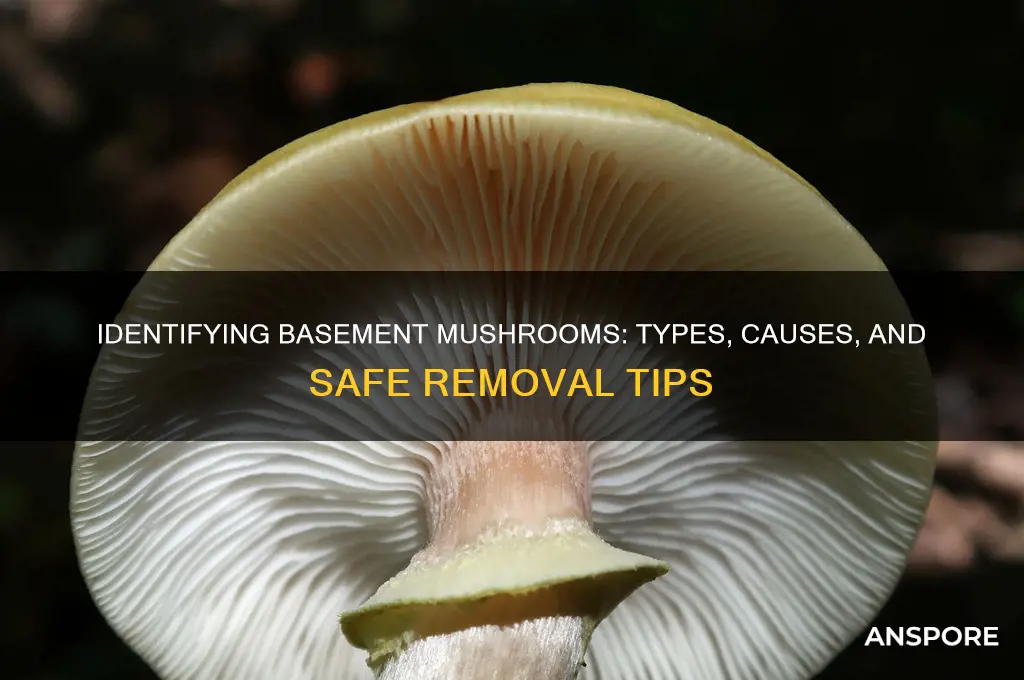 what kind of mushrooms are growing in my basement