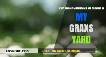 Identifying Mushrooms Growing in Your Grass Yard: A Beginner's Guide