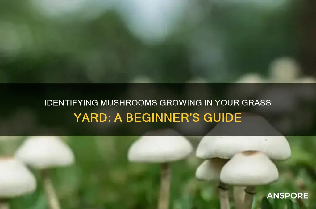 what kind of mushrooms are growing in my graxs yard