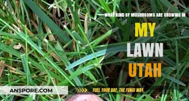 Identifying Common Utah Lawn Mushrooms: Types, Safety, and Removal Tips
