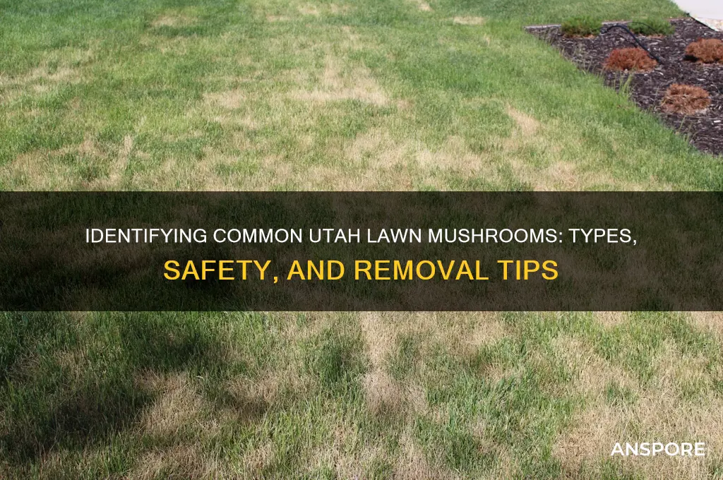 what kind of mushrooms are growing in my lawn utah