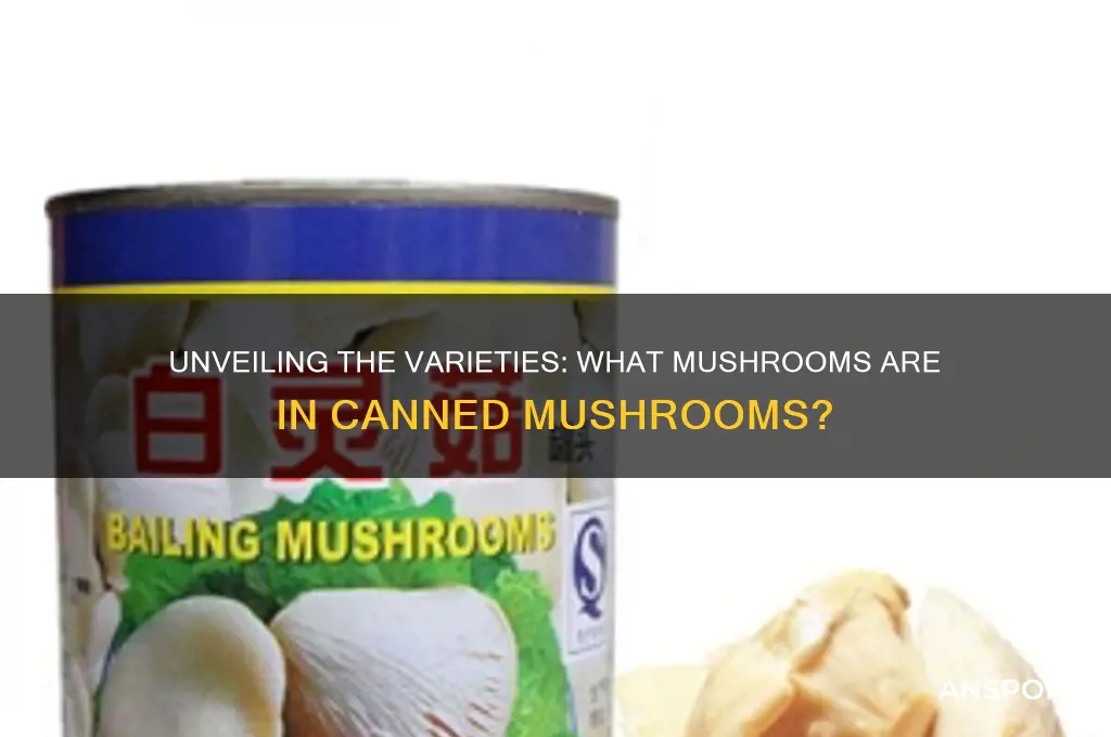 what kind of mushrooms are in canned mushrooms