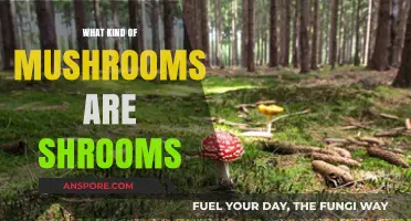 Understanding Shrooms: Identifying the Psychedelic Mushroom Varieties Explained