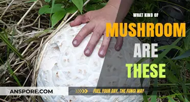 Identifying Wild Mushrooms: A Guide to Recognizing Your Fungal Finds