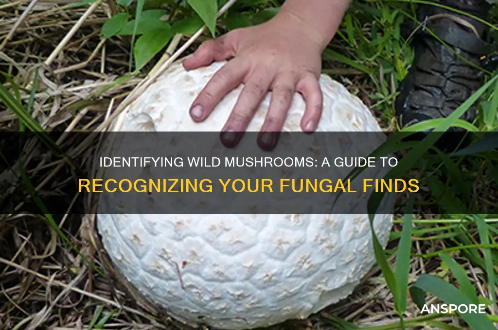 what kind of mushrooms are these