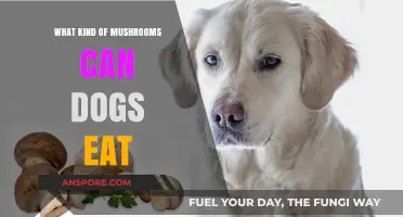 Safe Mushroom Varieties for Dogs: A Pet Owner's Guide
