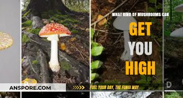 Exploring Psychedelic Mushrooms: Types, Effects, and Risks of Getting High