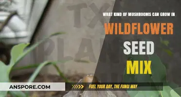 Wildflower Companions: Mushrooms That Thrive in Seed Mix Environments