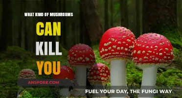 Deadly Fungi: Identifying Mushrooms That Can Be Fatal to Humans