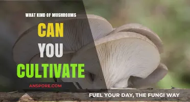 Cultivating Mushrooms: A Guide to Growable Varieties at Home