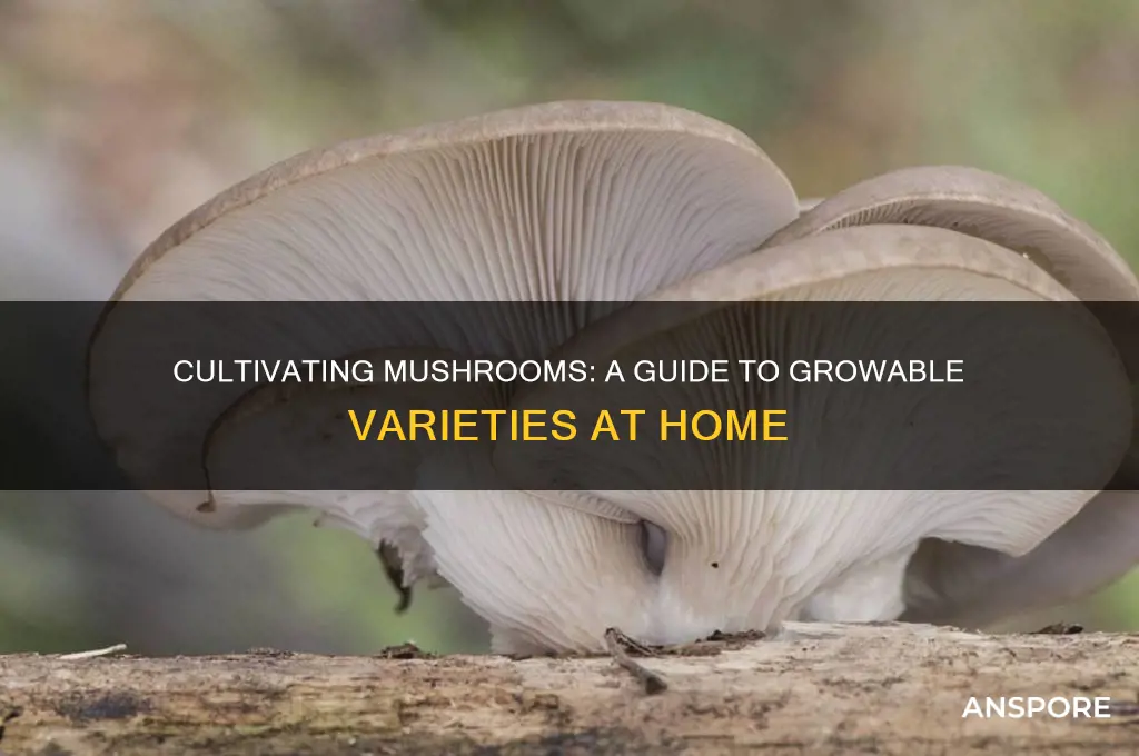 what kind of mushrooms can you cultivate