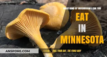 Exploring Minnesota's Edible Mushrooms: A Guide to Safe Foraging